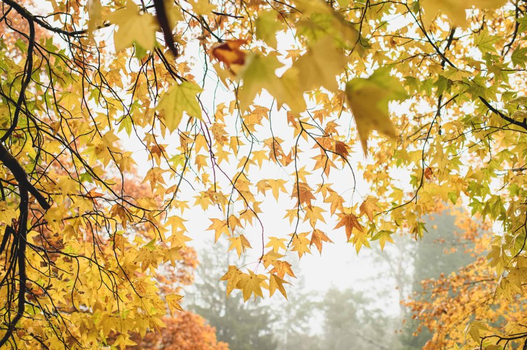 searching for community about menopause support melbourne